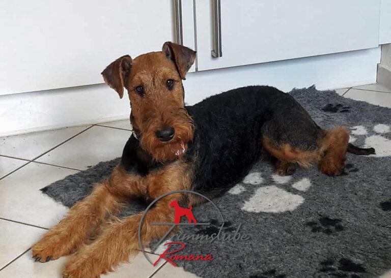Airedale Terrier im "rolling coat"