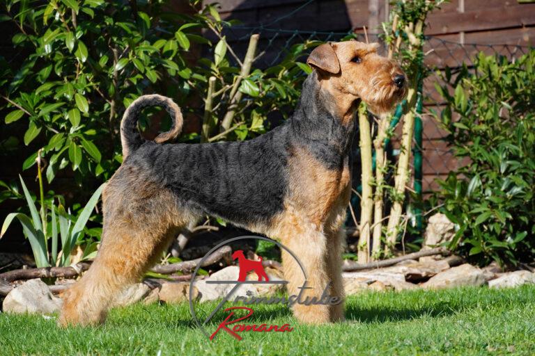 Airedale Terrier im Rolling Code